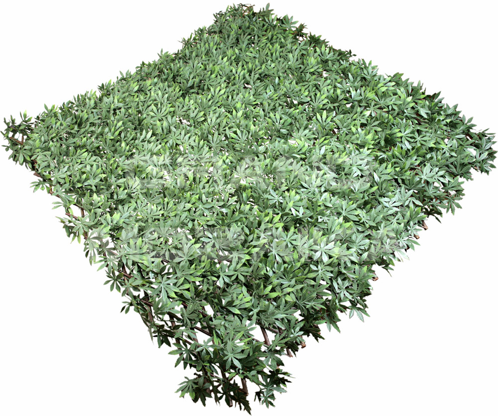 Трава 052112 MZCSL-04027 Клён Зелёный серия Grass